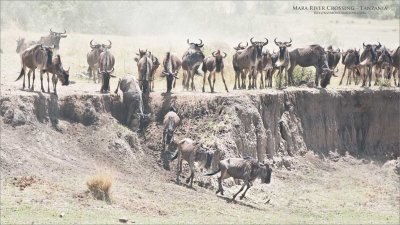 Mara River Crossing - Tanzania 