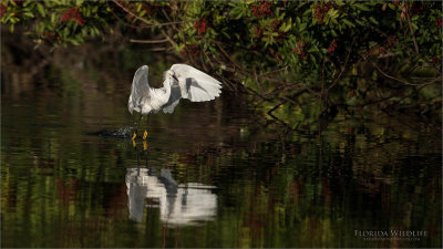 Snowy Egret in Flight