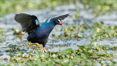 Purple Gallinule Chasing