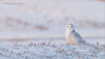 Snowy Owl enjoys the Hunt