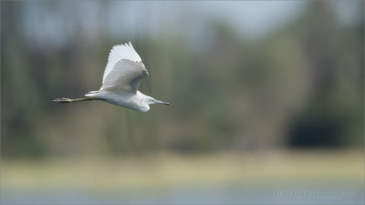 Little Blue Heron in Flight