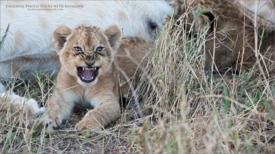 Lion Cub Snarl 