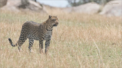Leopard Hunting - Tanzania