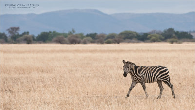 Passing Zebra 