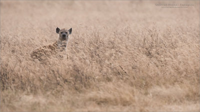 Spotted Hyena - Tanzania 