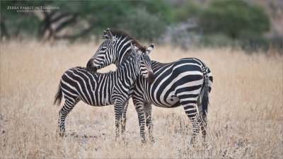 Zebra Family in Tanzania 
