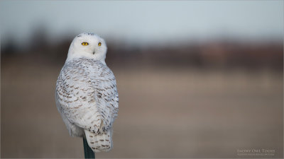 Snowy Owl - D850