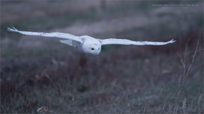 Snowy owl in Flight 10000 ISO 