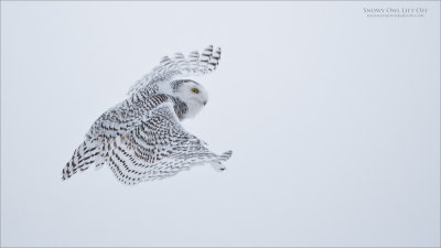 Snowy Owl Lift Off 