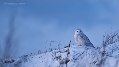 Snowy Owl on the Hill  