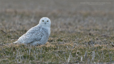 Snowy Owl - Ontario Tundra 