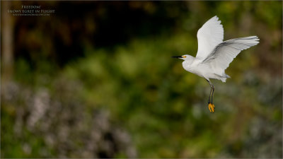 Snowy Egret in Flight - Freedom  