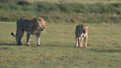 Male and Female Lions 