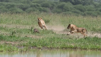 Lions Hunting a Warthog