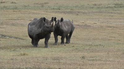 Black rhino Family 