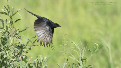 Fork-tailed drongo in Flight