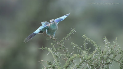 Eurasian roller in a balancing act!