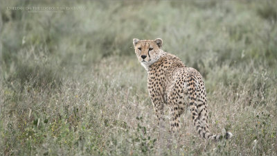 Cheetah on Guard - Tanzania