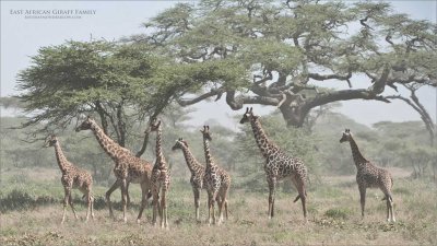 East African Giraffe Family - Tanzania 