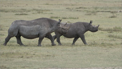 Black Rhino Family