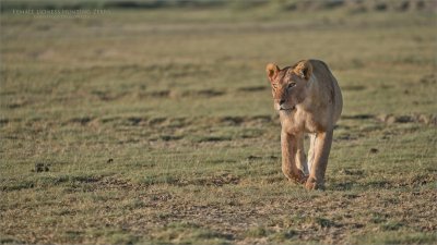 Female Lion Hunting Zebra