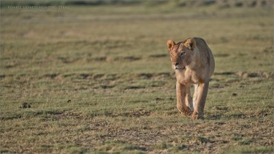 Female Lion Hunting Zebra 