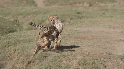 Cheetah Siblings at Play 1