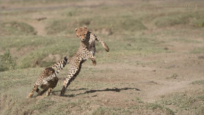 Cheetah Siblings at Play 2