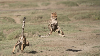 Cheetah Siblings at Play 3 