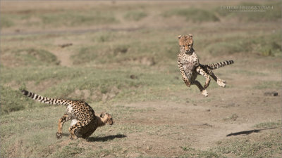 Cheetah Siblings at Play 4 