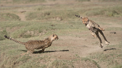 Cheetah Siblings at Play 5 