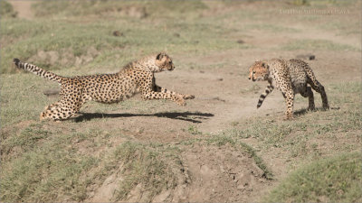Cheetah Siblings at Play 6 