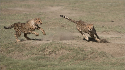 Cheetah Siblings at Play 7 