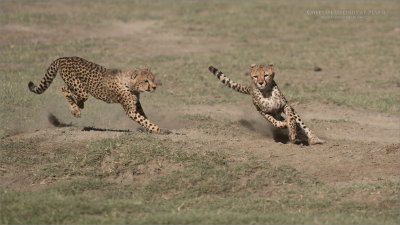 Cheetah Siblings at Play 8 