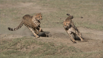 Cheetah Siblings at Play 9 
