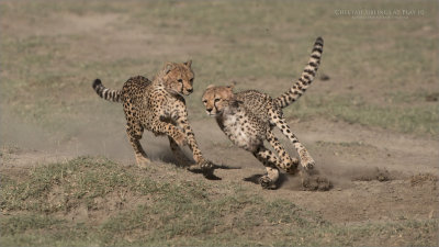 Cheetah Siblings at Play 10 