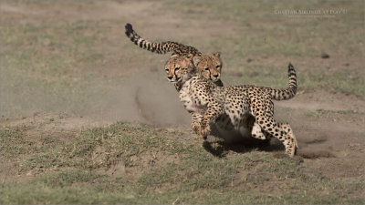 Cheetah Siblings at Play 11 