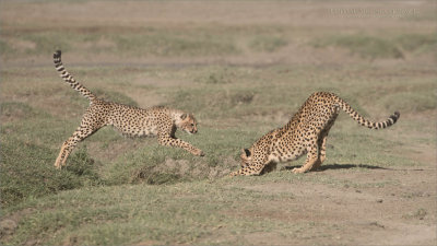 Cheetah Siblings at Play 12 