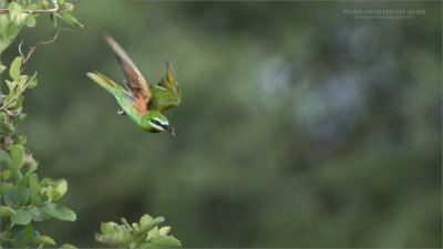 White-fronted bee-eater 