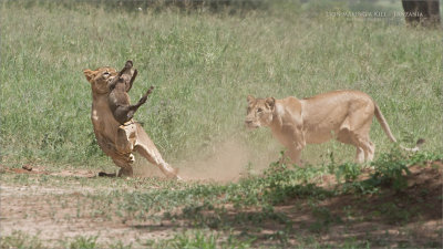 RAY_3106 Lion Kill 1200 web  .jpg