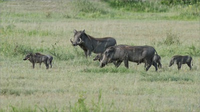 Warthog Family in Tanzania  