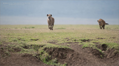 Hyenas on the Move for Water 