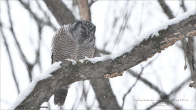 Northern Hawk Owl with Lunch - Photo by Maria Barlow 