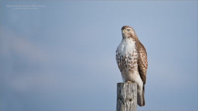 Red-tailed hawk 