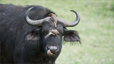 Cape Buffalo and Yellow-billed Oxpeckers 