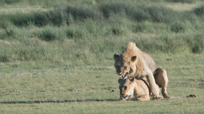 Mating Lions in Ndutu 