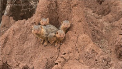 Common Dwarf Mongoose Family