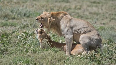 Lions Mating with Expression 