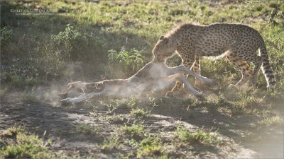 Cheetah Cub makes a Kill
