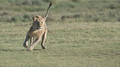 Male Lion on the Run